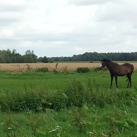 Ferienhaeuser Im Ferienhausgebiet Hof Beel Vakantiehuis